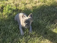 Carriers cocoa, testable choc, at, , a female French Bulldog for sale in Ellensburg, WA – 4 of 6