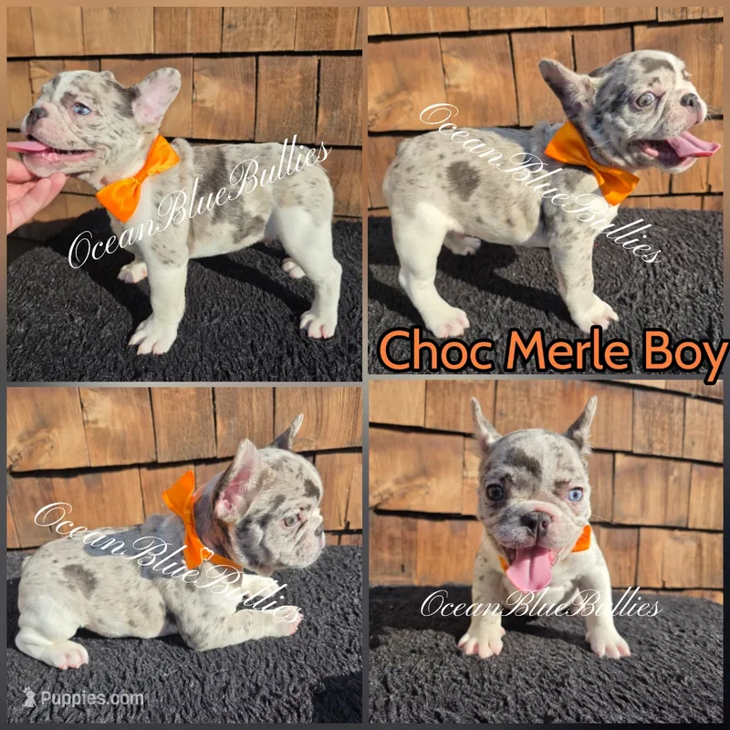 Simon – French Bulldog puppy for sale in Ellensburg, WA