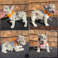 Simon, a male French Bulldog for sale in Ellensburg, WA – 1 of 1