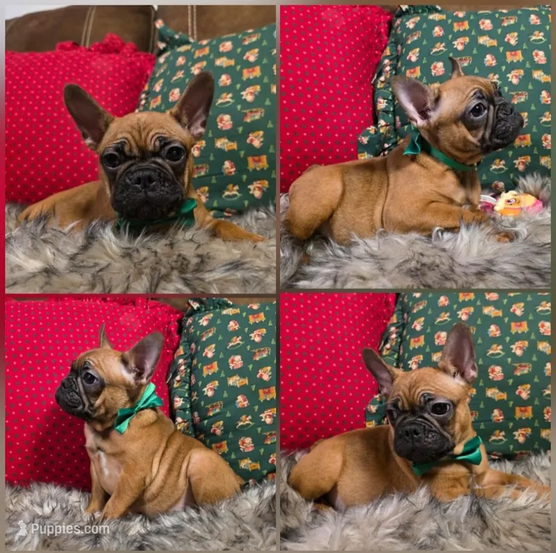Sammy, a male French Bulldog for sale in Seattle, WA – Photo 1 of 1