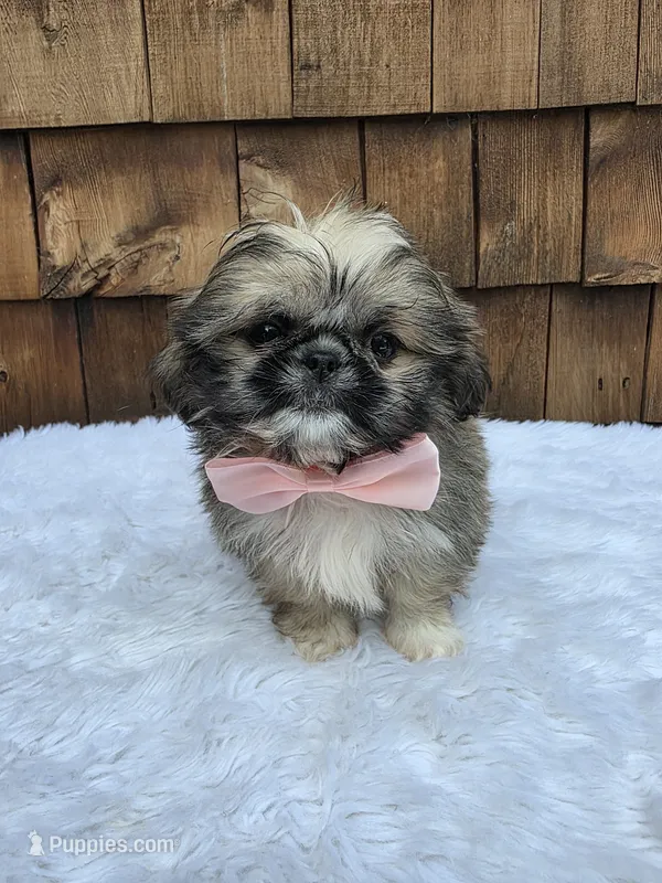 Teacup Tootie  – Shih Tzu puppy for sale in Ellensburg, WA