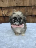 Teacup Tootie , a female Shih Tzu for sale in Ellensburg, WA – 2 of 7
