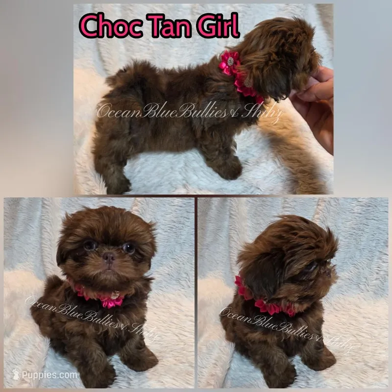 Spirit – Shih Tzu puppy for sale in Seattle, WA