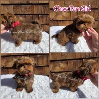 Spirit, a female Shih Tzu for sale in Ellensburg, WA – 1 of 1
