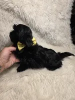 Solid Black Pekitzu , a male Pekingese and Shih Tzu for sale in Ellensburg, WA – 5 of 5