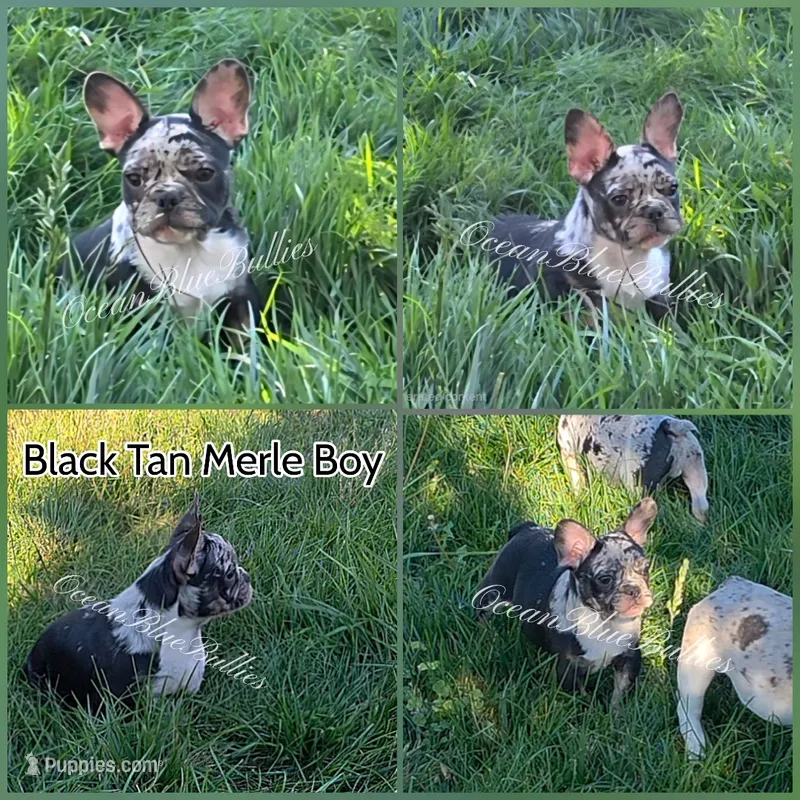 Sebastian – French Bulldog puppy for sale in Ellensburg, WA