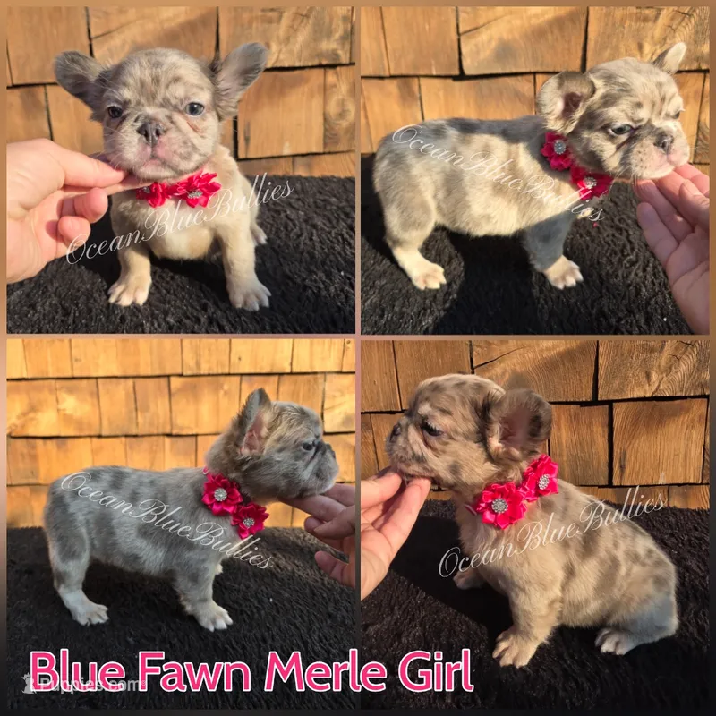Silver – French Bulldog puppy for sale in Ellensburg, WA