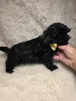 Solid Black Pekitzu , a male Pekingese and Shih Tzu for sale in Ellensburg, WA – 4 of 5