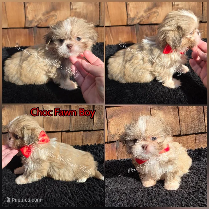 Pekitzu Boy#1 – Pekingese, Shih Tzu puppy for sale in Seattle, WA