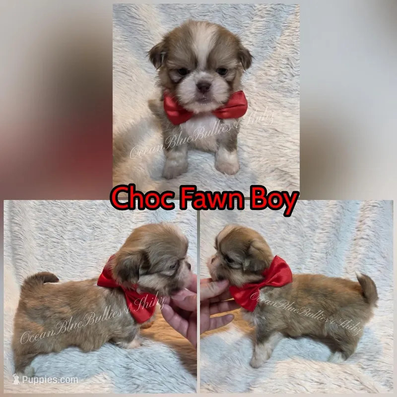 Pekitzu Boy#1 – Pekingese, Shih Tzu puppy for sale in Seattle, WA