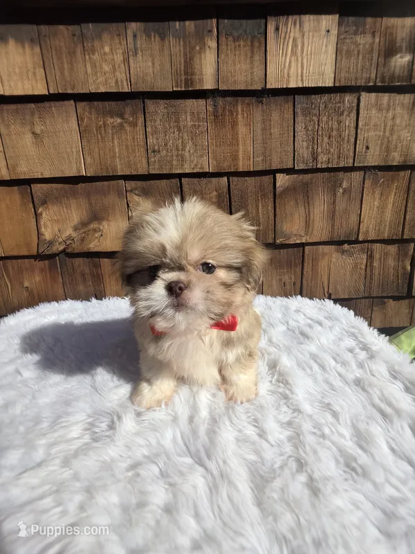 Choc Fawn Boy pekitzu  – Shih Tzu puppy for sale in Ellensburg, WA
