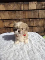 Choc Fawn Boy pekitzu , a male Shih Tzu for sale in Ellensburg, WA – 1 of 4