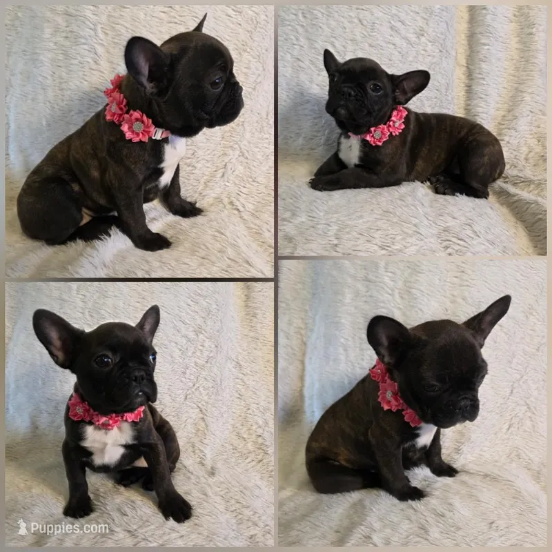 Tulip , a female French Bulldog for sale in Seattle, WA – Photo 1 of 1