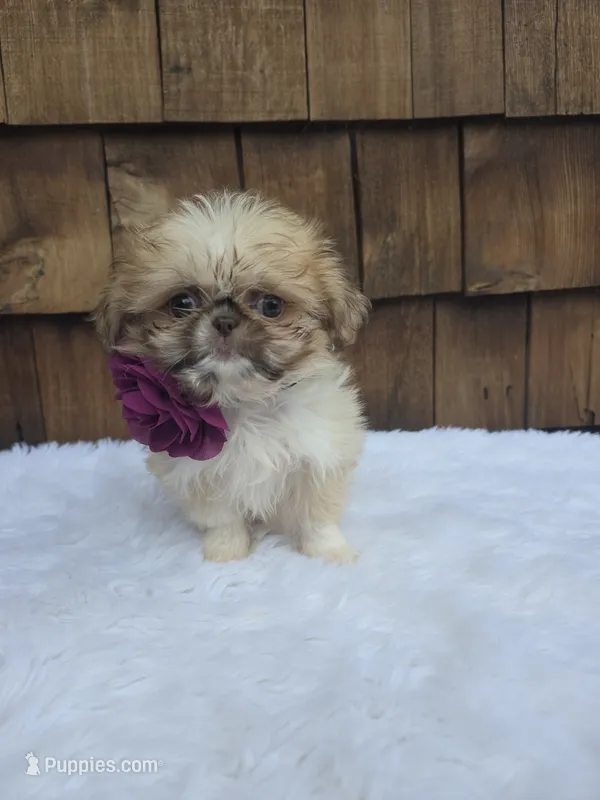 Teacup Butterscotch  – Shih Tzu puppy for sale in Ellensburg, WA