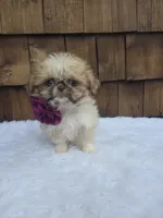 Teacup Butterscotch , a female Shih Tzu for sale in Ellensburg, WA – 1 of 5