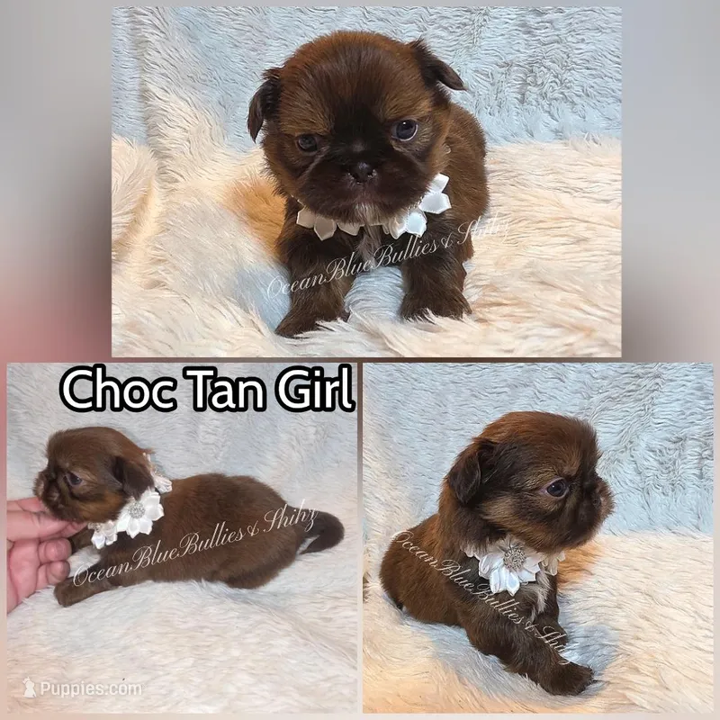 Pekitzu Girl #4 – Pekingese, Shih Tzu puppy for sale in Seattle, WA
