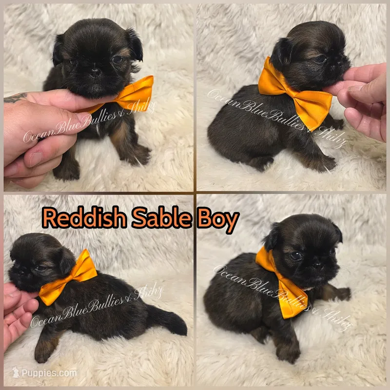 Red fawn Sable – Pekingese, Shih Tzu puppy for sale in Ellensburg, WA