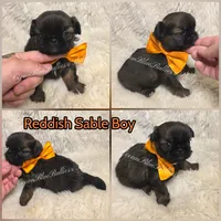 Red fawn Sable, a male Pekingese and Shih Tzu for sale in Ellensburg, WA – 1 of 1