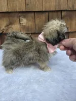 Teacup Tootie , a female Shih Tzu for sale in Ellensburg, WA – 6 of 7