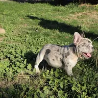 Skyler, a male French Bulldog for sale in Ellensburg, WA – 2 of 7