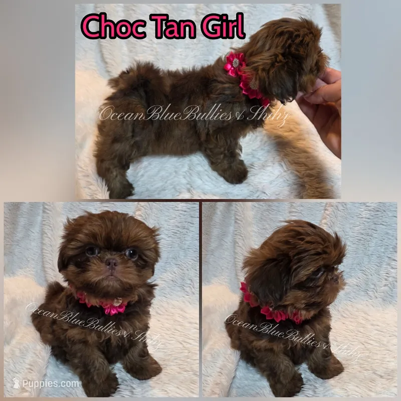 Tiny Princess  – Shih Tzu puppy for sale in Ellensburg, WA