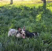 Sailor , a male French Bulldog for sale in Ellensburg, WA – 2 of 6