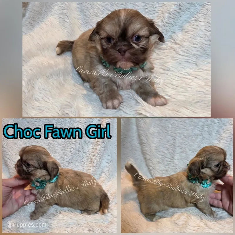 Pekitzu Girl#1 – Pekingese, Shih Tzu puppy for sale in Seattle, WA