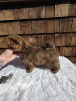 Choc Tan Girl , a female Shih Tzu for sale in Ellensburg, WA – 3 of 5
