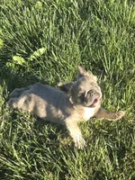 Carriers cocoa, testable choc, at, , a female French Bulldog for sale in Ellensburg, WA – 5 of 6
