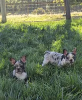 Sailor , a male French Bulldog for sale in Ellensburg, WA – 4 of 6