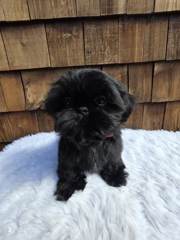 Solid Black boy – Shih Tzu puppy for sale in Ellensburg, WA