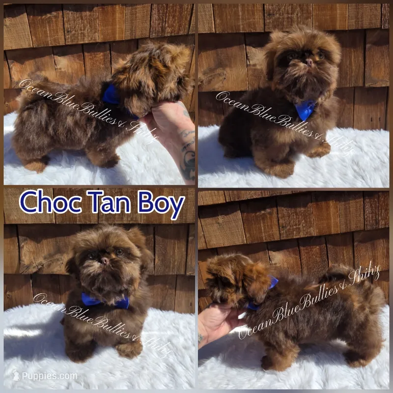 Handsome (Toy size) – Shih Tzu puppy for sale in Ellensburg, WA