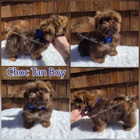 Handsome (Toy size), a male Shih Tzu for sale in Ellensburg, WA – 1 of 1