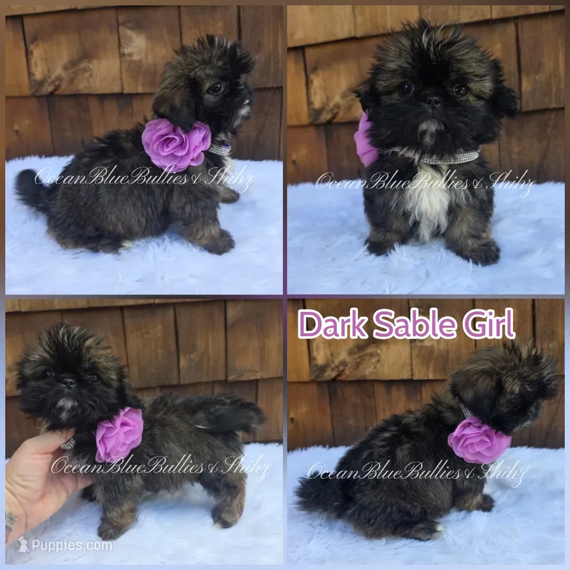 Mimi mouse – Pekingese, Shih Tzu puppy for sale in Ellensburg, WA