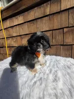 Black Tri Pekitzu , a male Shih Tzu for sale in Ellensburg, WA – 2 of 5