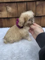 Teacup Butterscotch , a female Shih Tzu for sale in Ellensburg, WA – 4 of 5