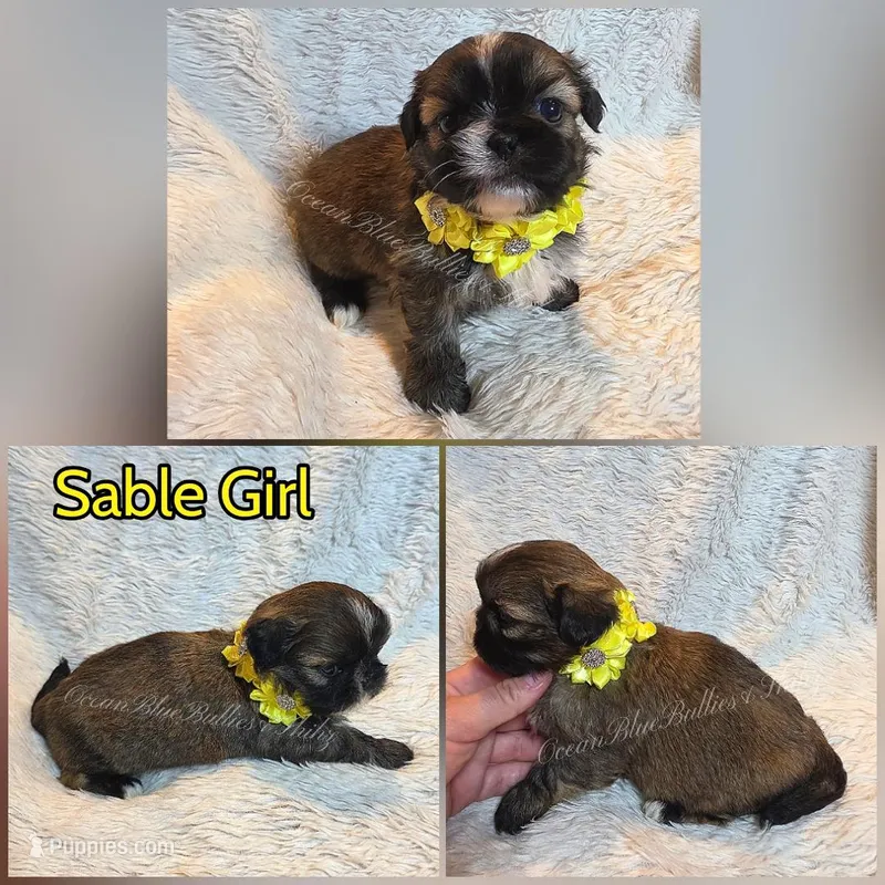 Pekitzu Girl#1 – Pekingese, Shih Tzu puppy for sale in Seattle, WA