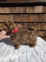 Choc Tan Girl , a female Shih Tzu for sale in Ellensburg, WA – 2 of 5