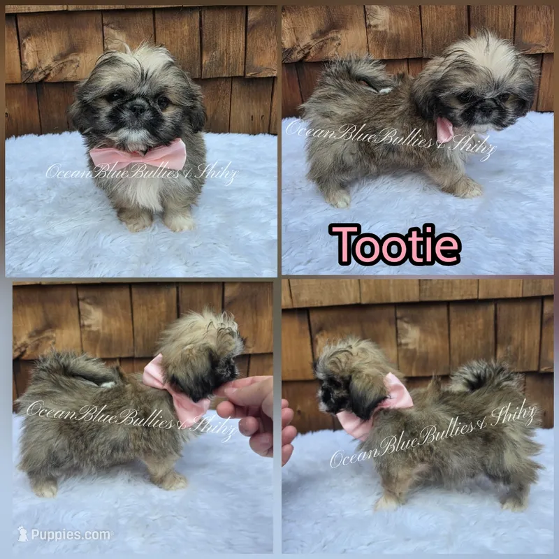 Teacup Tootie – Pekingese, Shih Tzu puppy for sale in Ellensburg, WA