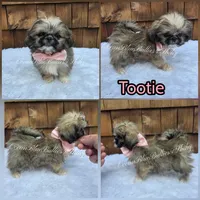 Teacup Tootie, a female Pekingese and Shih Tzu for sale in Ellensburg, WA – 1 of 1