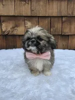 Teacup Tootie , a female Shih Tzu for sale in Ellensburg, WA – 3 of 7