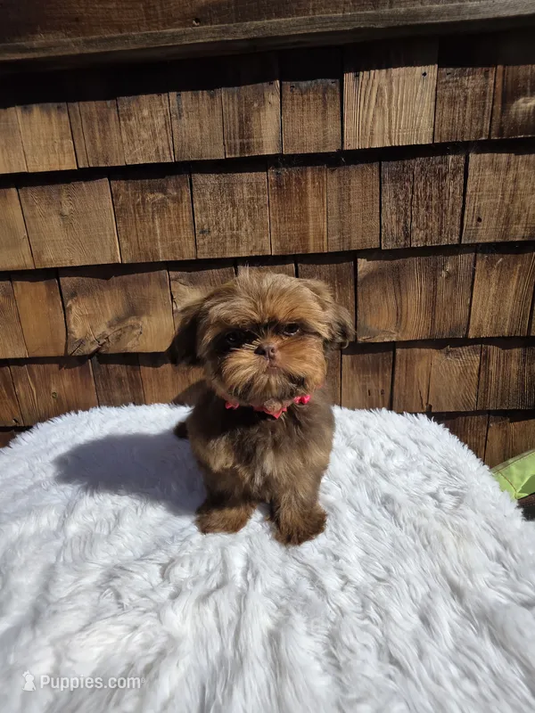 Choc Tan Girl  – Shih Tzu puppy for sale in Ellensburg, WA