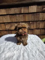 Choc Tan Girl , a female Shih Tzu for sale in Ellensburg, WA – 1 of 5