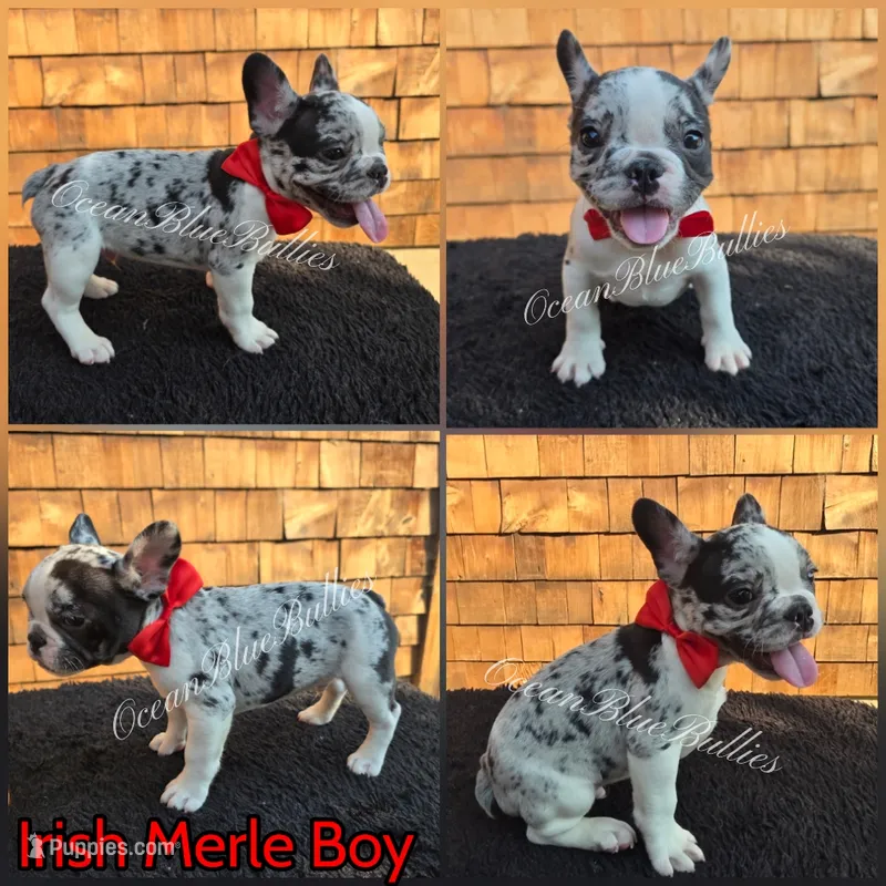 Sailor  – French Bulldog puppy for sale in Ellensburg, WA