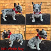Sailor , a male French Bulldog for sale in Ellensburg, WA – 1 of 1