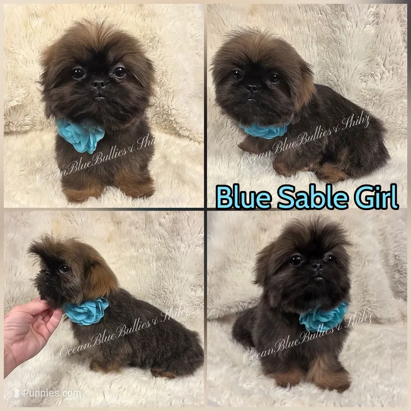 Beautiful rare Blue Sable Pekitzu – Pekingese, Shih Tzu puppy for sale in Ellensburg, WA