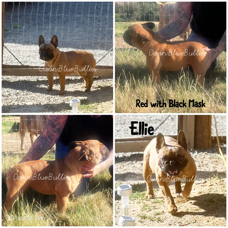 Deep Red 18lb Female – French Bulldog puppy for sale in Ellensburg, WA