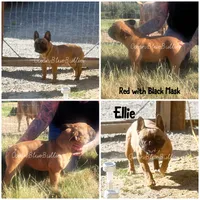 Deep Red 18lb Female, a female French Bulldog for sale in Ellensburg, WA – 1 of 1
