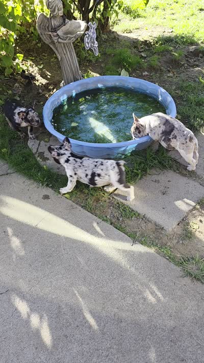 Skyler, a male French Bulldog for sale in Ellensburg, WA – 7 of 7