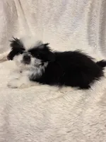 Timmy, a male Pekingese and Shih Tzu for sale in Seattle, WA – Photo 2 of 2